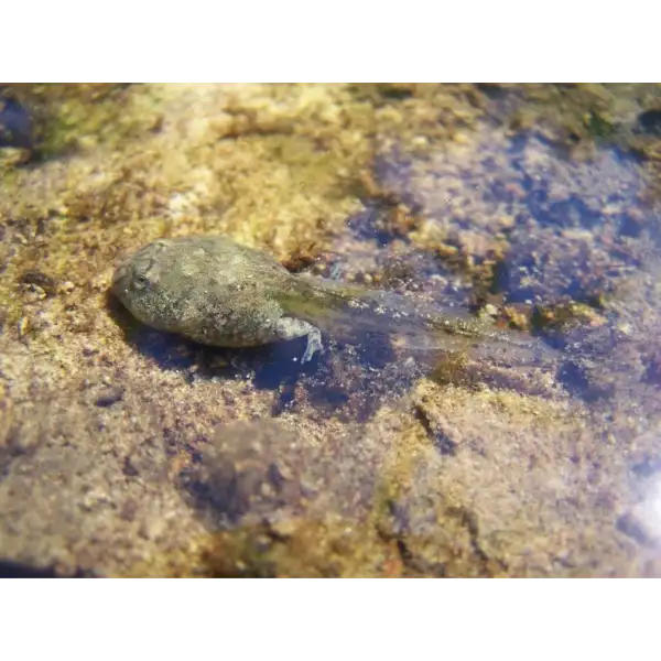 Têtard sonneur à ventre jaune