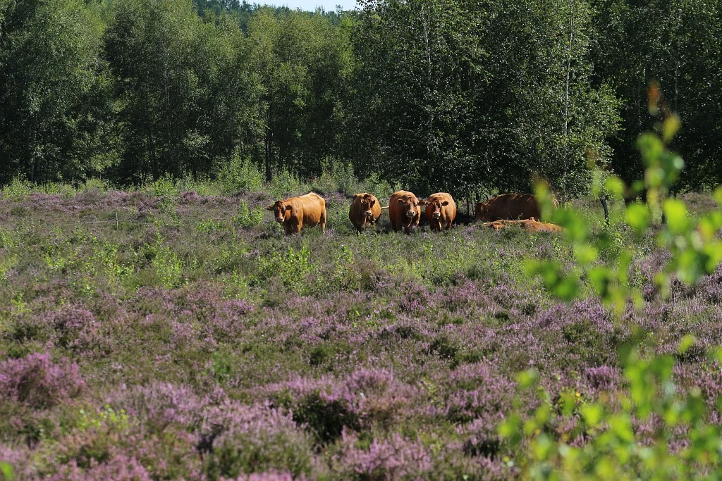 Pâturage à la RNN de Versigny (02)