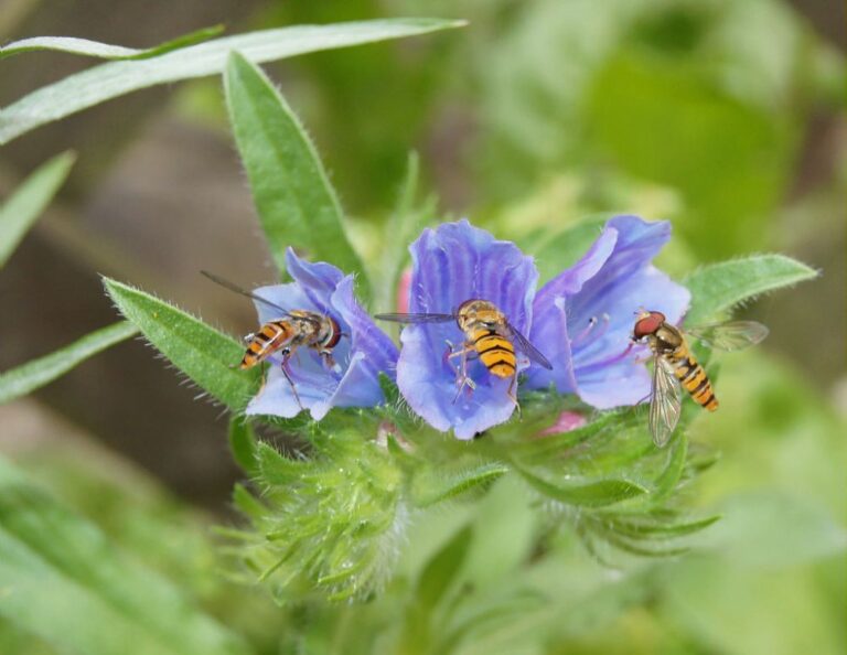 Syrphes sur une fleur