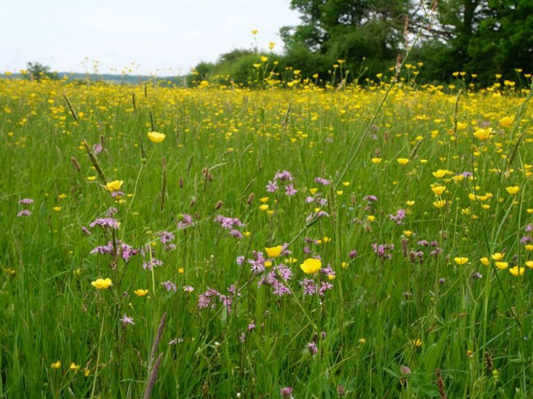Prairie fleurie