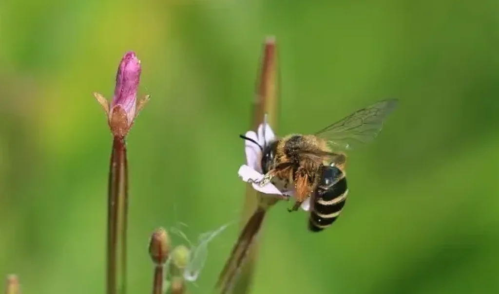 Photographie rapprochée d'une abeille / andrène à pattes jaunes (Andrena flavipes) sur une fleur.