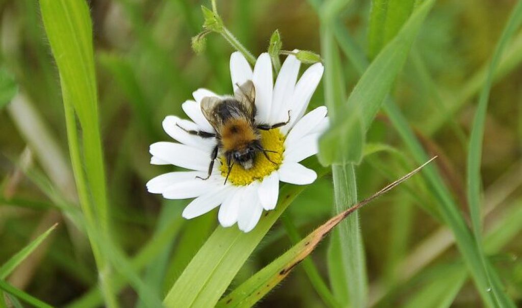 Photographie d'un abeille en train de butiner une fleur