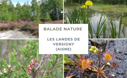 Aux Landes de Versigny, suivez le Zouzou à travers un paysage hors du commun