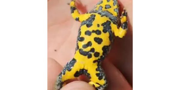 Adulte femelle sonneur à ventre jaune