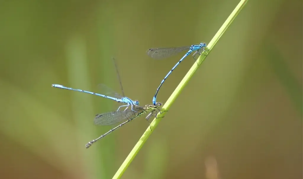 Photographie rapprochée d'une demoiselle Agrion jouvencelle (Coenagrion puella). Cet odonate est de couleur bleue.