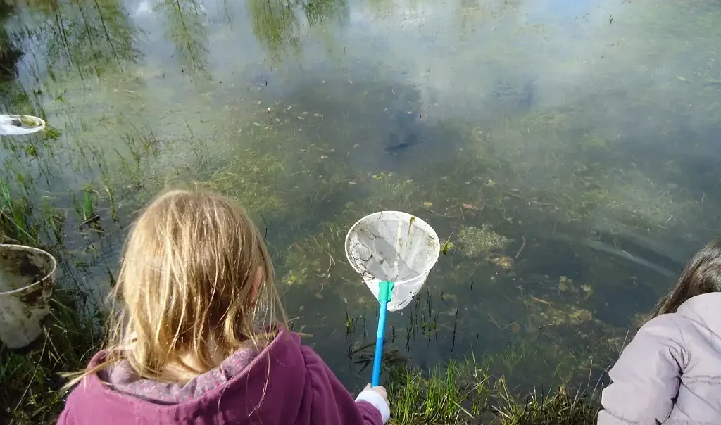 Animation nature mare