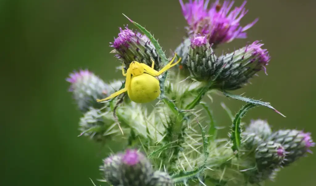Photographie rapprochée de l'Araignée crabe (Thomisidae) sur une plante à fleur