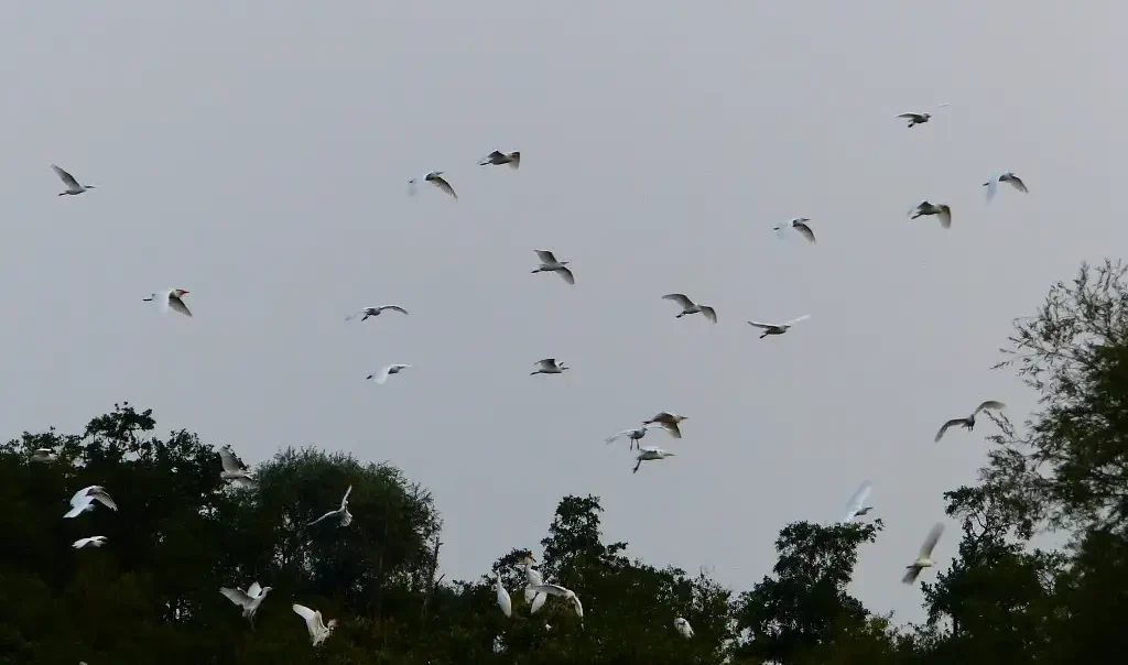 Photographie de multiples ardéidés (Bubulcus ibis) qui s'envolent