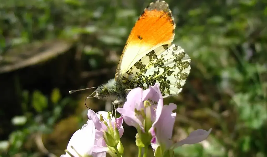 Photographie rapprochée d'un papillon Aurore mâle (Anthocharis cardamines)