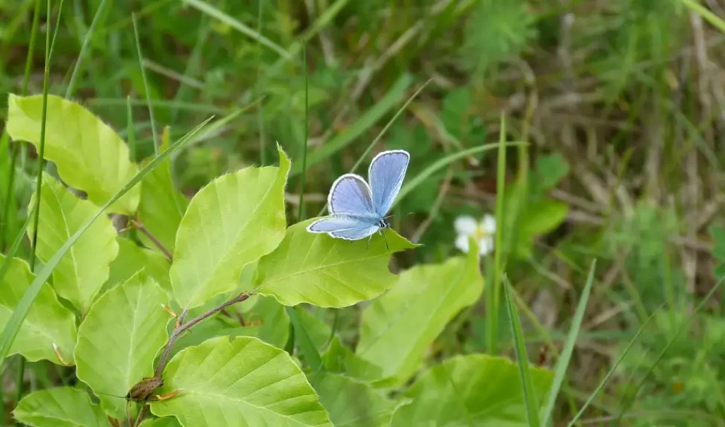Photographie d'un mâle Azuré des coronilles (Plebejus argyrognomon), prise sur le Camp militaire de Sissonne dans l'Oise