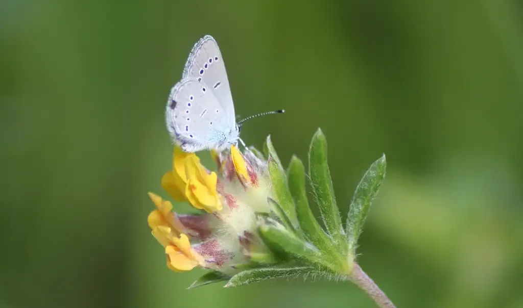 Photographie rapprochée du papillon Azuré frêle (Cuido minimus) en train de polliniser. Photo prise à Saint-Aubin-en-Bray (Oise)