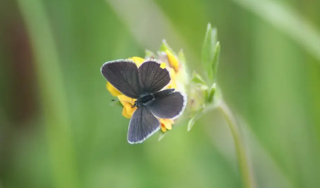 Photographie rapprochée d'un Papillon Azuré frêle (Cupido minimus) posé sur une fleur