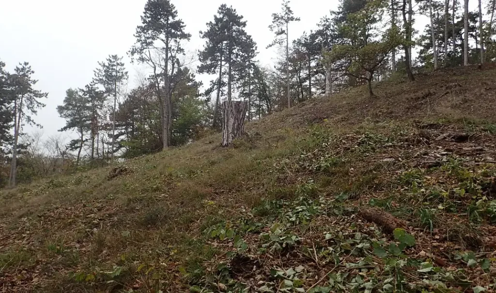 Photographie du Bois de Beaumont à Béthisy-Saint-Pierre (Oise)