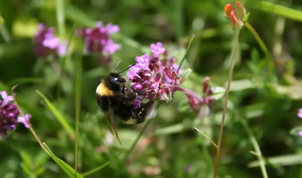 Photographie d'un Bourdon sur Thym Serpolet.