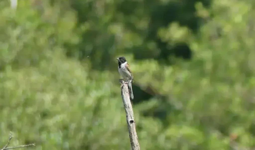Photographie animalière prise sur le site de du Grand Marais à Liesse-Notre-Dame (Aisne) d'une espèce d'oiseau : le Bruant des roseaux (Emberiza schoeniclus).