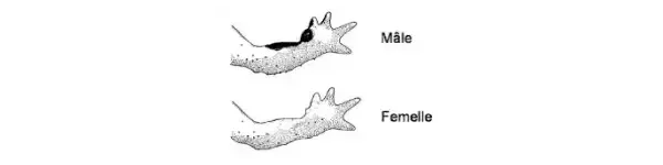 Callosité nuptiale sonneur à ventre jaune