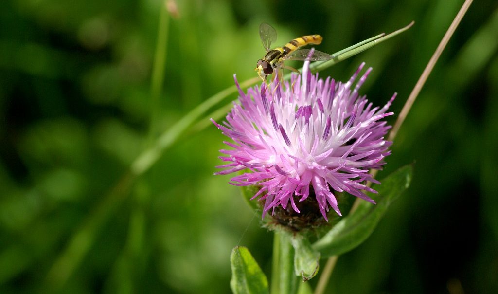 Centaurée jacée (Centaurea jacea) et syrphe