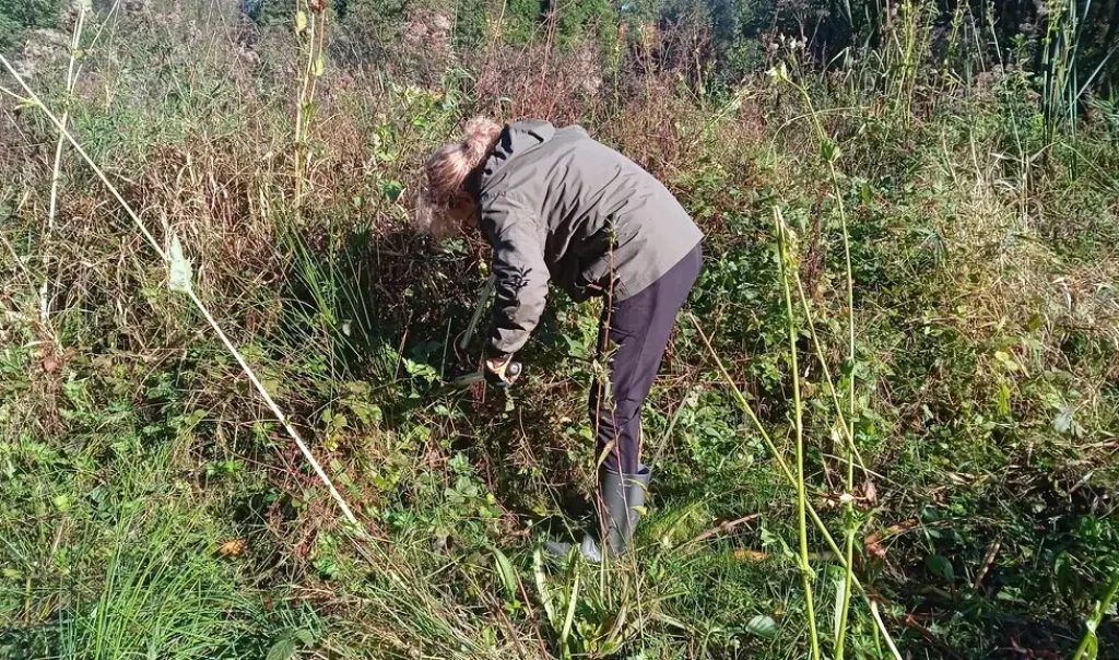 Photographie d'une animation CEN Hauts-de-France, Chantier d'automne au Marais de Pernes (Pas-de-Calais)