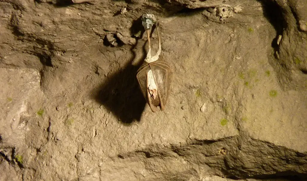 Photographie d'une chauve-souris dans les souterrains de la Réserve naturelle Régionale (RNR) de la Forteresse de Mimoyecques - Landrethun-Le-Nord (Pas-de-Calais)
