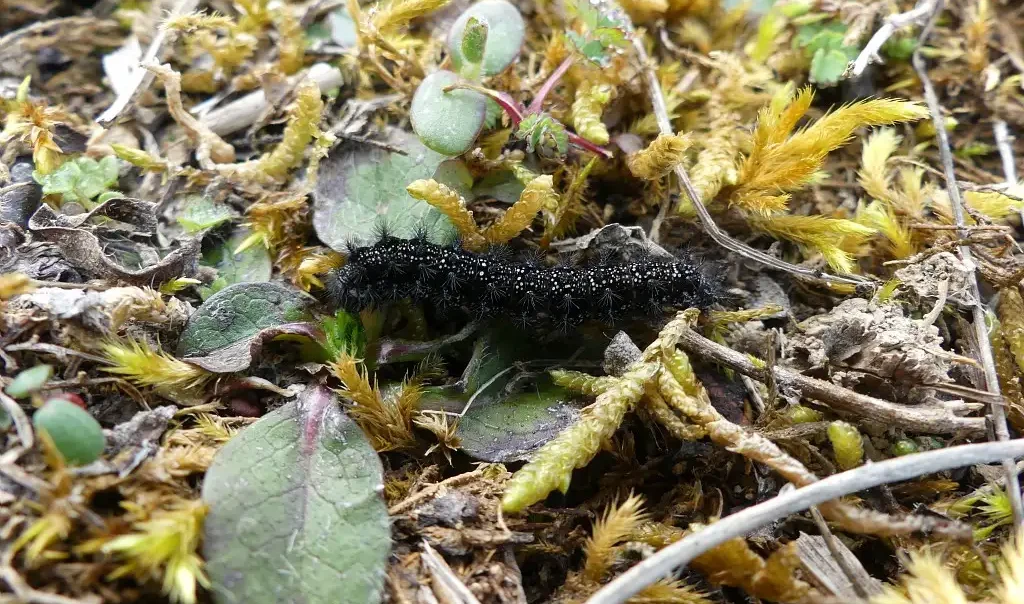 Photographie de la Chenille de Damier de la succise (Euphydryas aurinia), Neuville-Coppegueule (Somme)