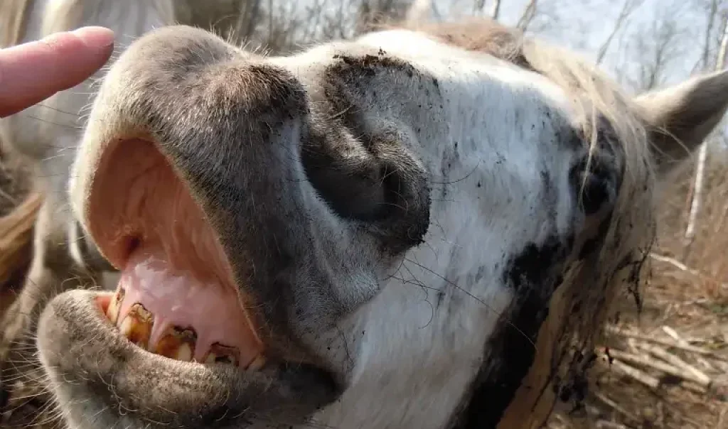 Photographie d'un cheval du site des Prés à Pions, à Longpré-les-Corps-Saints (Somme)