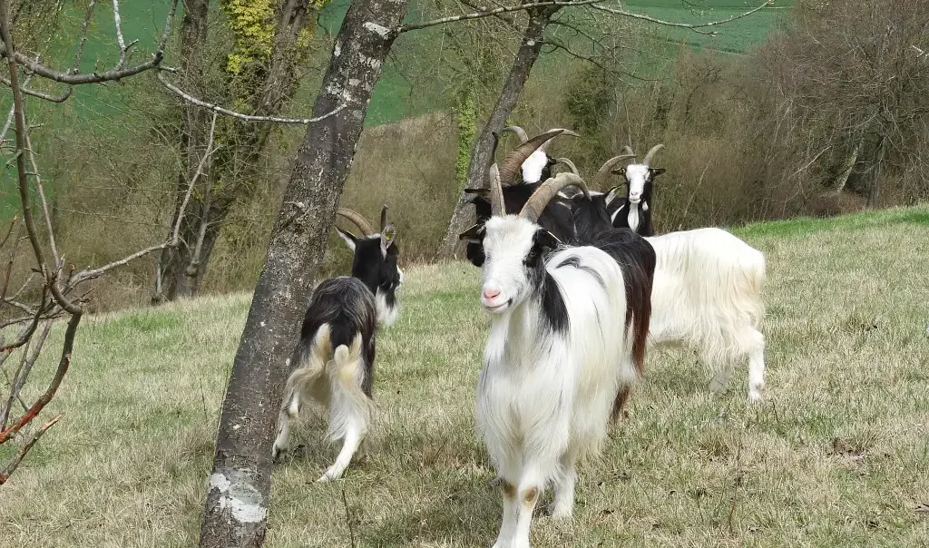 Photographies de chèvres dans un pâturage du site du Cul de Lampe à Plessier-sur-Bulles (Oise)