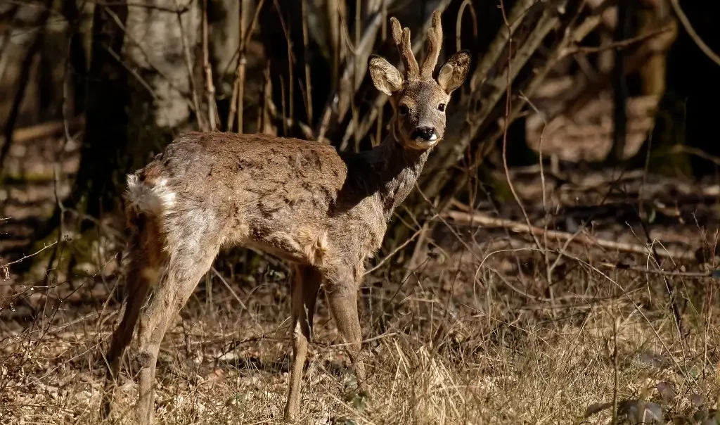 Photographie d'un Chevreuil européen (Capreolus capreolus)
