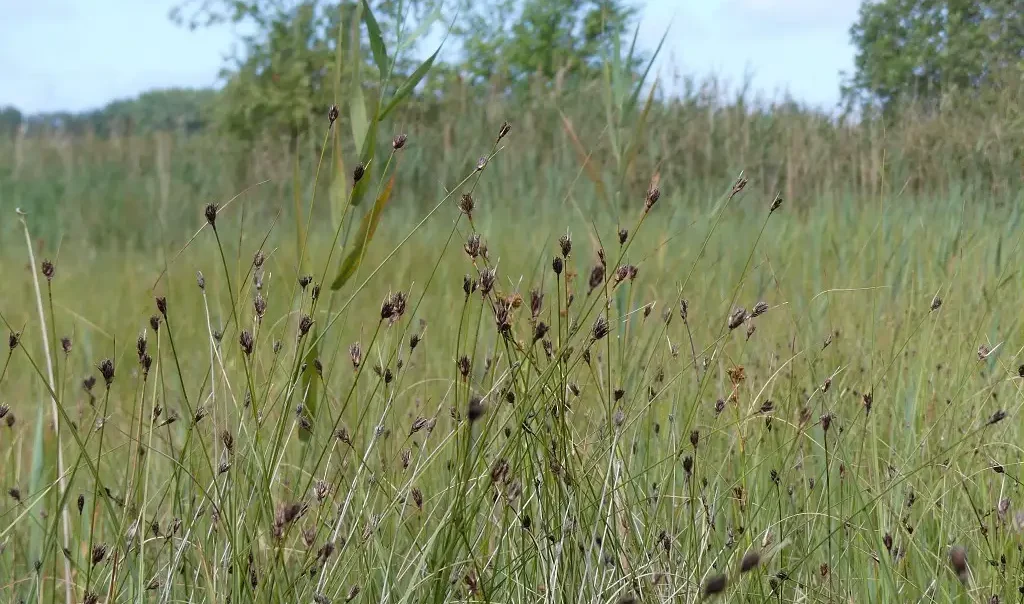 Photographie de Choin noirâtre (Schoenus nigricans) au Marais de Villiers, à Saint-Josse (Pas-de-Calais)
