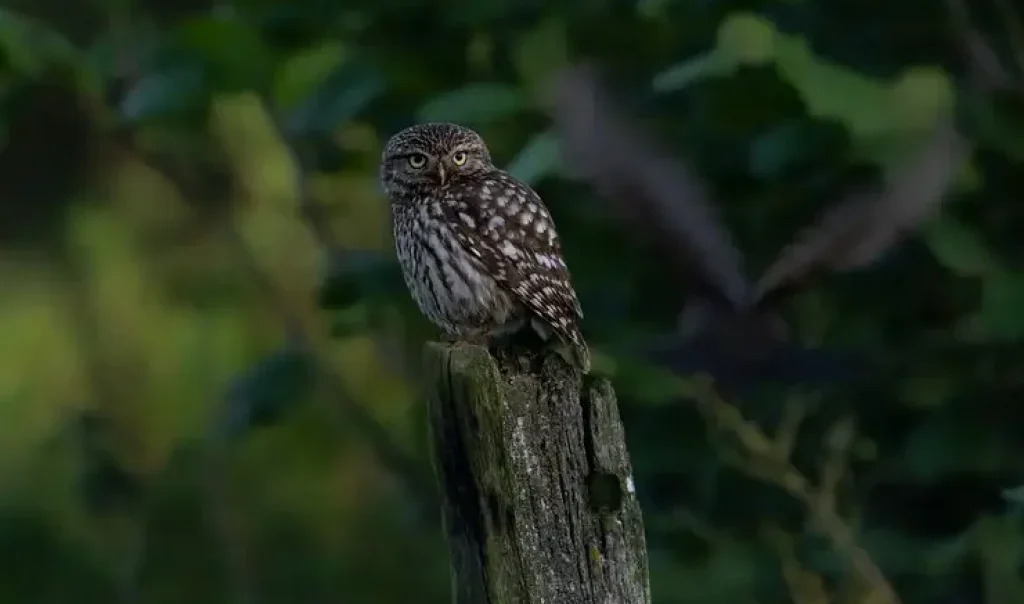 Photographie d'une chouette chevêche (Athene noctua)