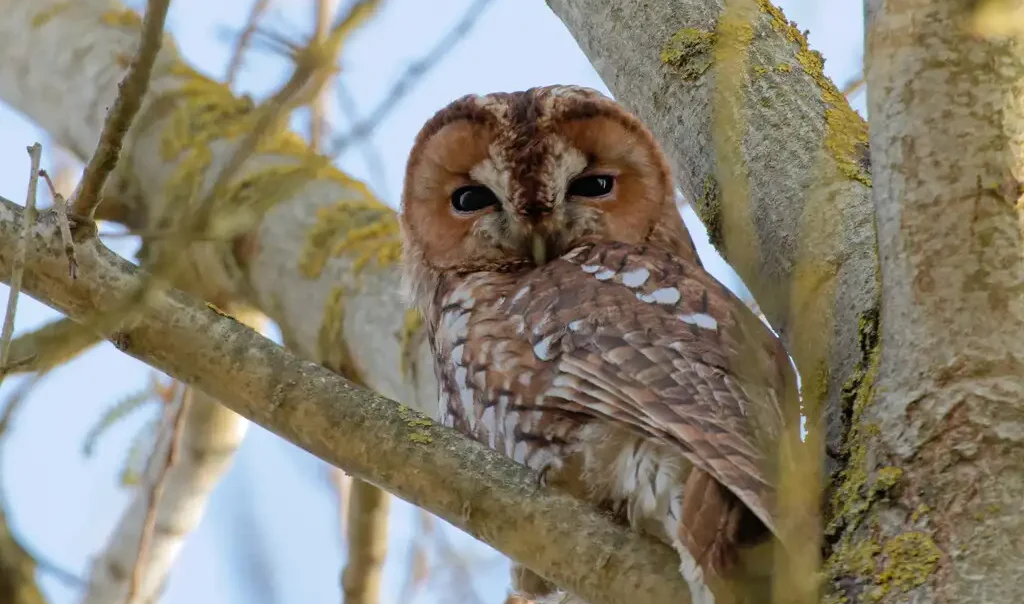 Photographie animalière d'une chouette hulotte (Strix aluco) perchée dans un arbre