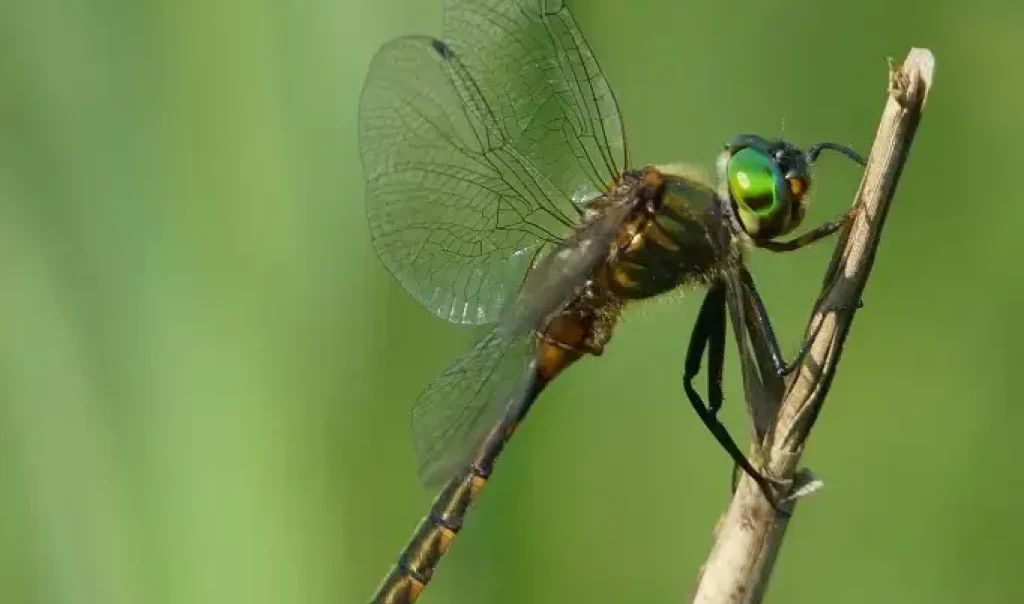 Photographie rapprochée d'une libellule Cordulie à taches jaunes (Somatochlora flavomaculata). Photo prise au Marais Saint-Boetien à Pierrepont (Aisne)