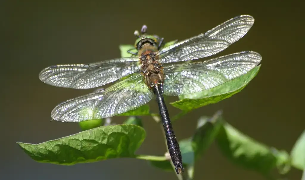 Photographie d'une libellule Cordulie bronzée (Cordulia aenea).