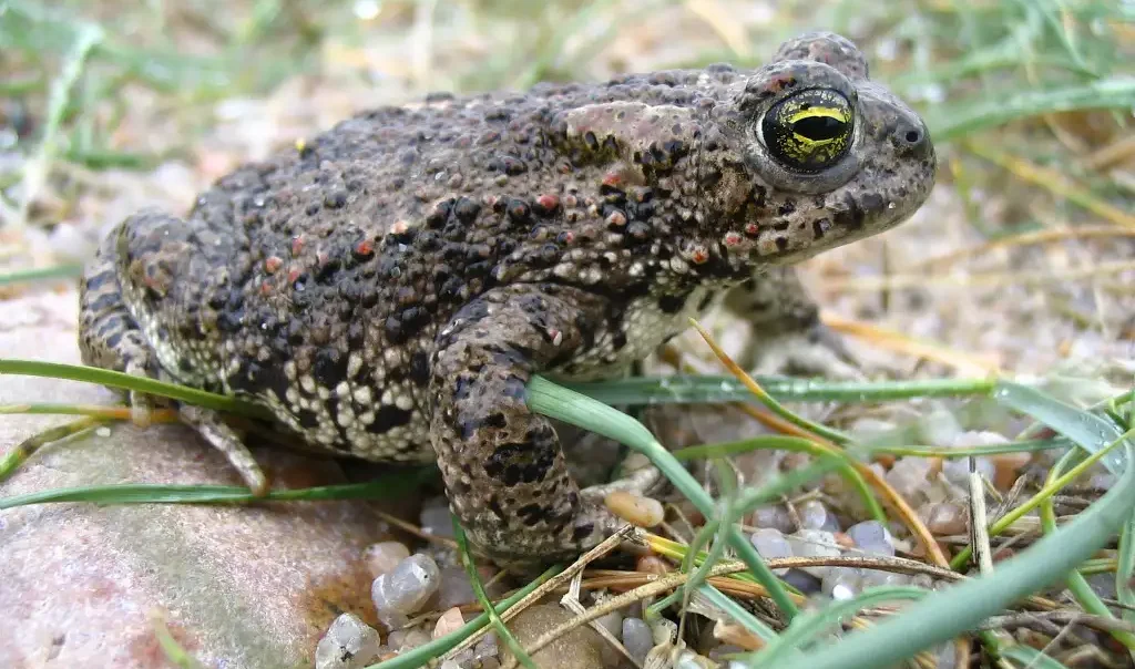 Photo animalière rapprochée d'une espèce d'anoure (amphibien sans queue), le Crapaud Calamite (Epidalea calamita).