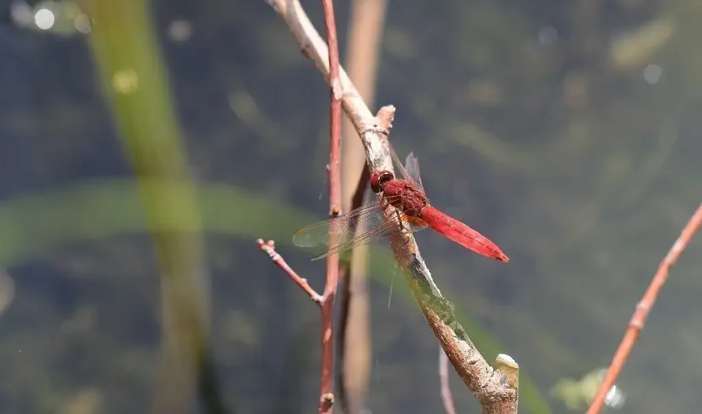 Odonate /Libellule Crocothémis écarlate (Crocothemis erythraea)