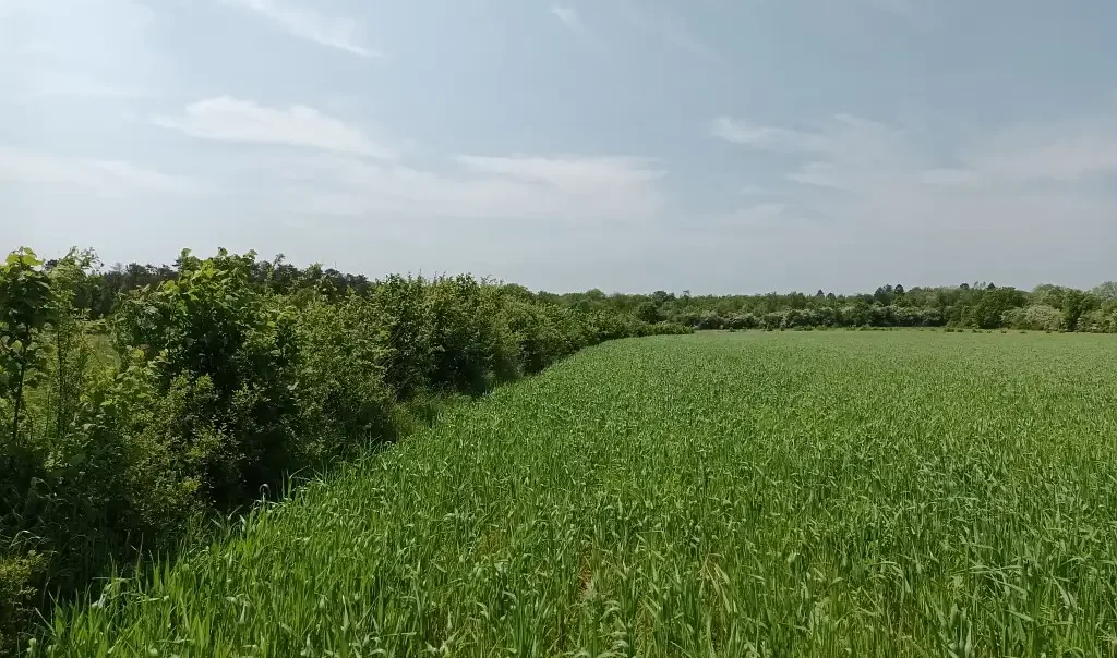 Photographie de culture bio et haie plantée à l'Etang de La Galoperie à Anor (Nord)