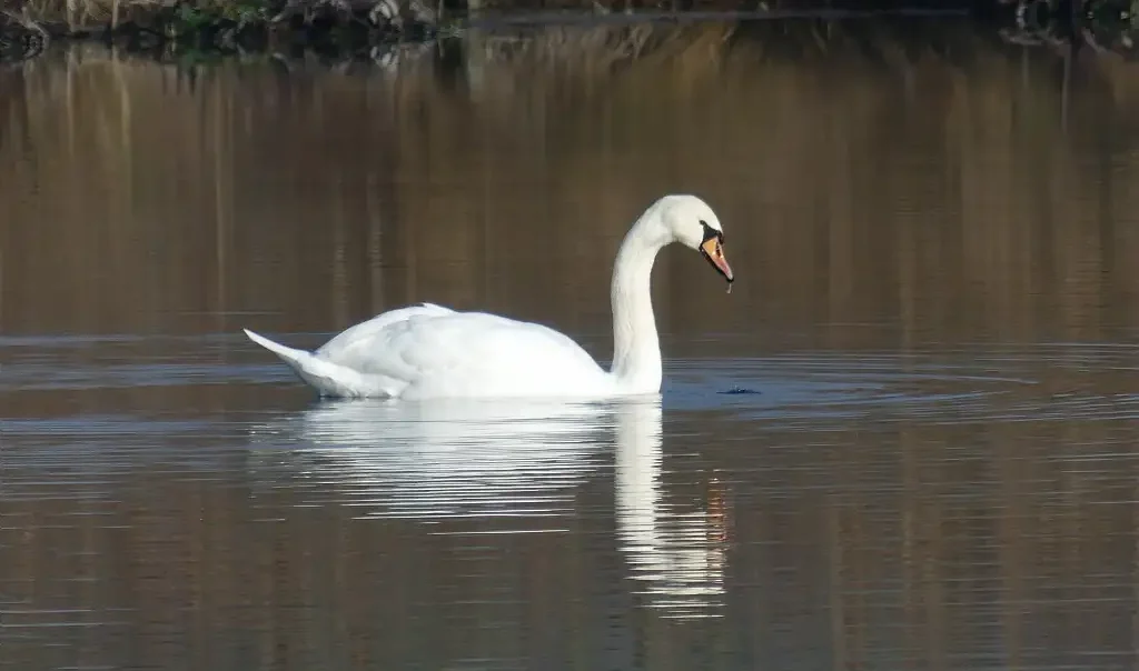 Photographie d'un Cygne tuberculé (Cygnus olor) prise dans les marais de Bourdon (Somme)