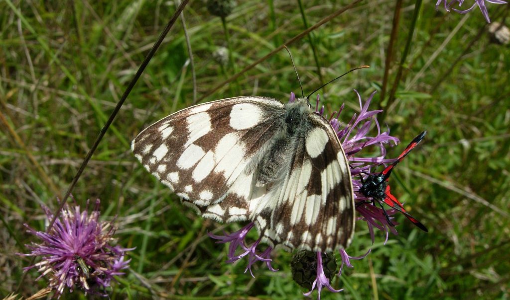 Papillon Demi-deuil (Melanargia galathea)