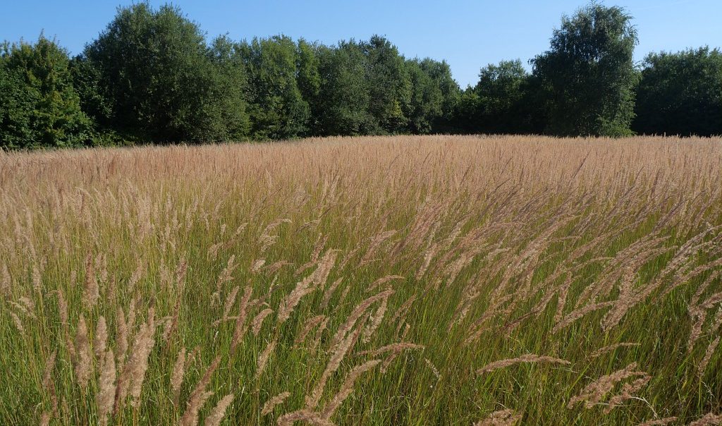 Photographie de prairie du Domaine de la Chaumière à Esquerchin (Nord)