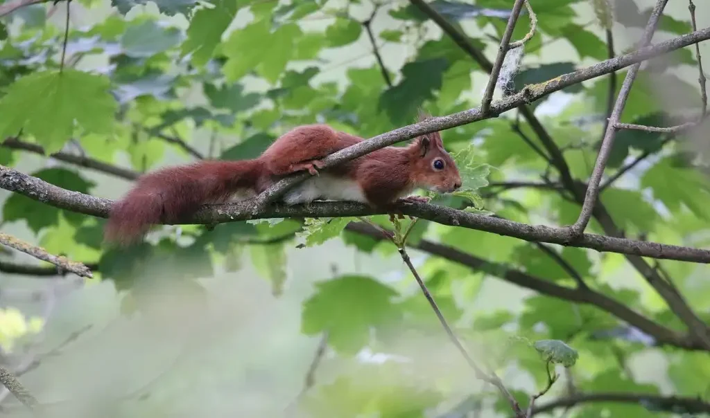 Photographie d'un Ecureuil roux (Sciurus vulgaris)