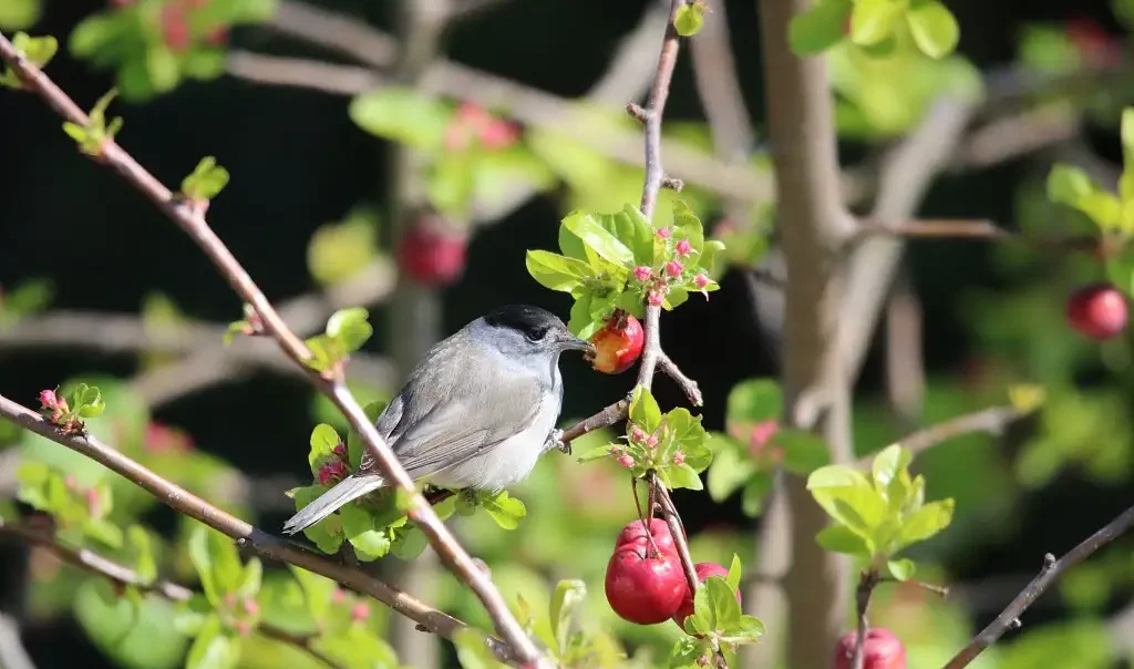 Photographie d'un oiseau mâle : la Fauvette à tête noire, Sylvia atricapilla, perché