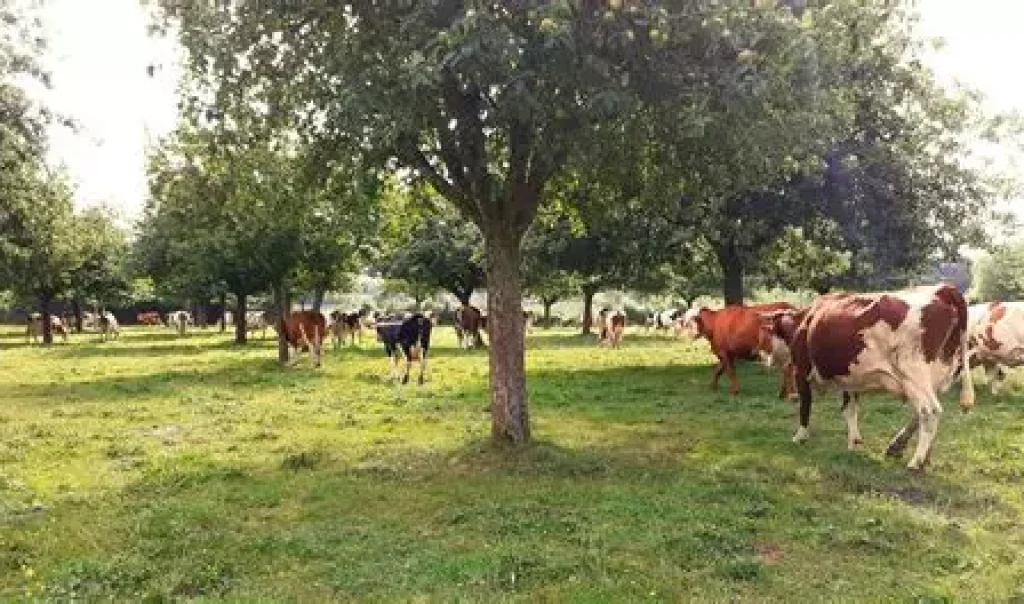 Photo des vaches de la Ferme laitière Nuage à Beaurieux (Nord)