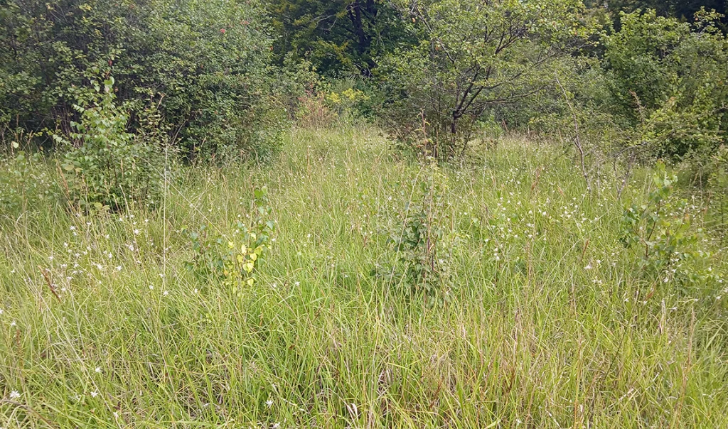 Fort de Laniscourt à Mons-en-Laonnois © T. Gerard
