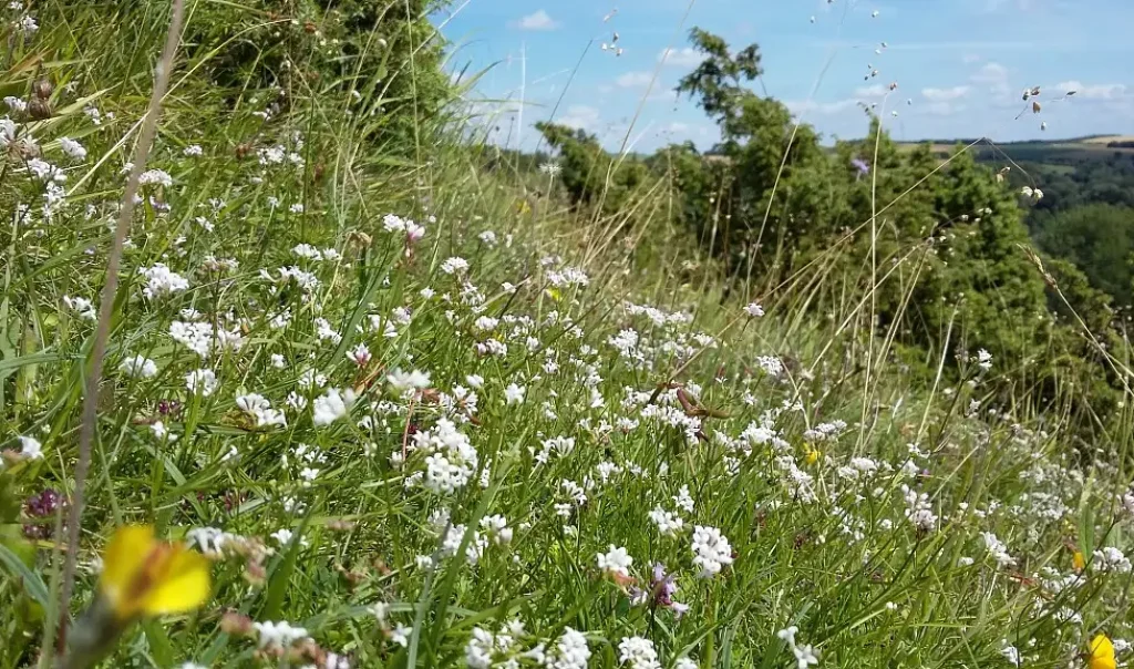 Photographie des fleurs gaillets nains (Galium pumilum) sur la réserve naturelle nationale de la grotte et des pelouses d'Acquin-Westbécourt et des coteaux de Wavrans-sur-l'Aa