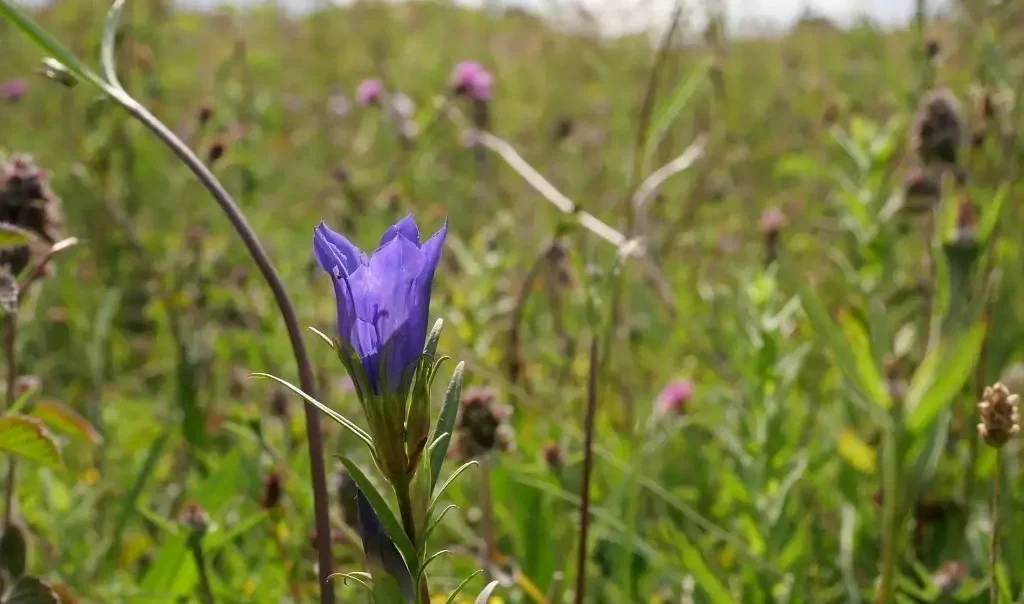 Photographie de la Gentiane pneumonanthe en premier plan. Fleur rare. On peut voir en arrière plan des Choins noirâtres (Schoenus nigricans)