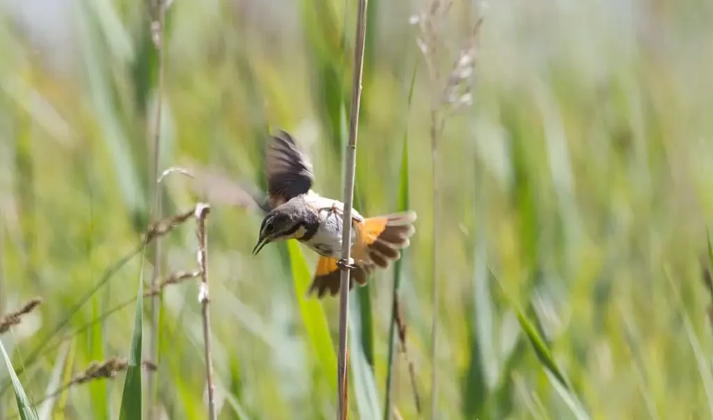 Photographie animalière d'un Gorgebleue à miroir blanc (Luscinia svecica) qui s'envole. Espèce d'oiseau présente dans en milieu naturel humide comme les marais