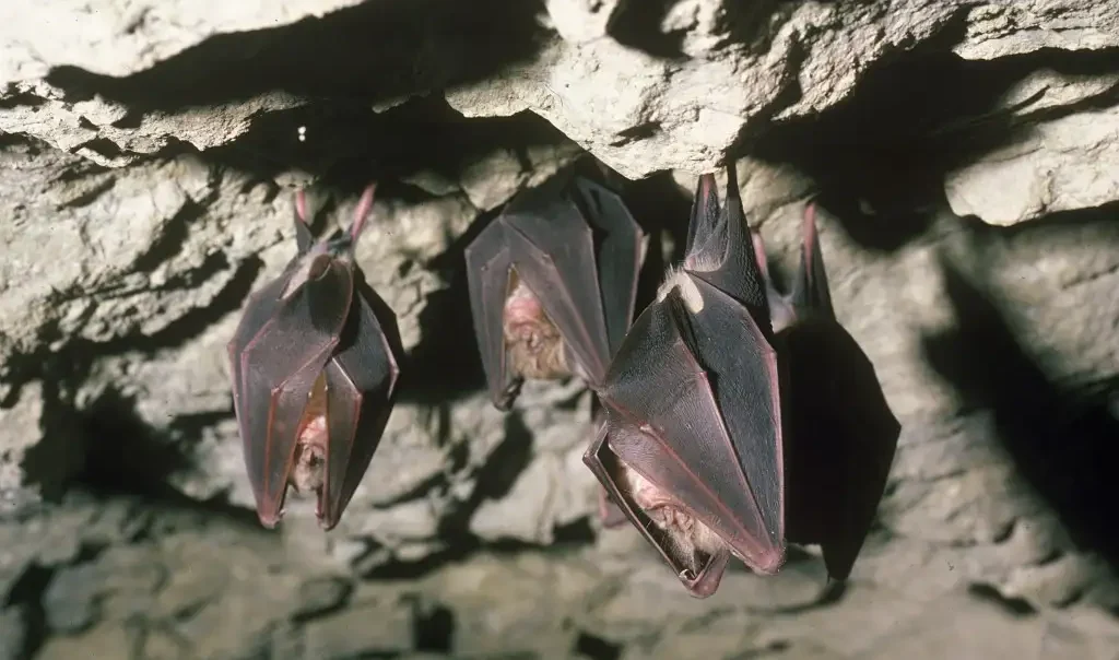 Photographie de plusieurs chauve-souris Grand Rhinolophe (Rhinolophus ferrumequinum) suspendues