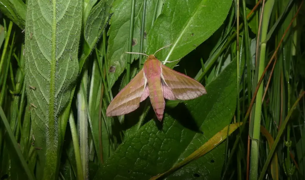 Photographie rapprochée du papillon de nuit Grand Sphinx de la vigne (Deilephila elpenor).