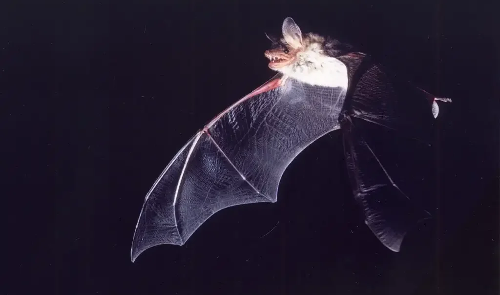 Photographie d'une chauve-souris (chiroptère) Grand murin (Myotis myotis) en vol dans la nuit