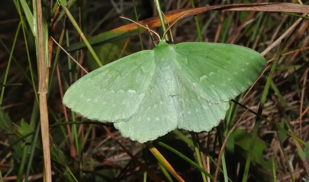 Photo d'un papillon de nuit (Hétérocéres) : la Grande Naïade (Geometra papilionaria). Photo prise dans l'Oise.
