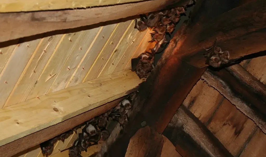 Photographie de grands Murins dans les combles du Château de Troissereux (Oise)